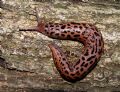 Limax cruentus